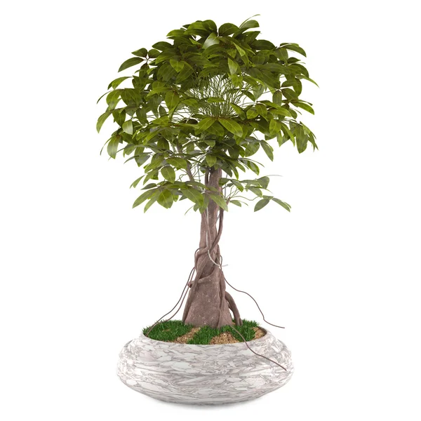 Exotic decorative plant tree in the pot — Stock Photo, Image