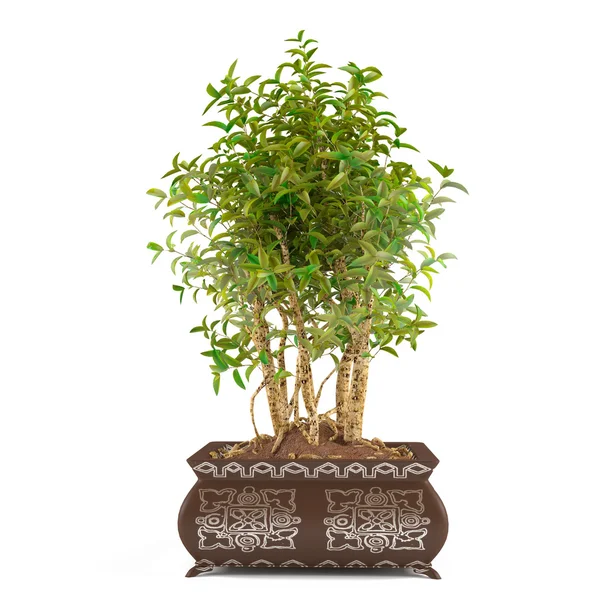 Tree bush in the pot isolated — Stock Photo, Image