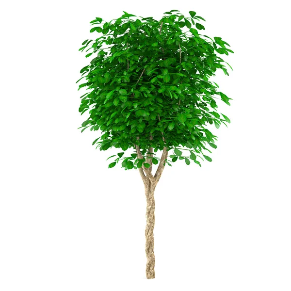 Exotischer junger Baum — Stockfoto