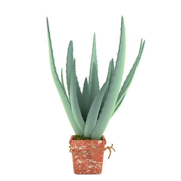 Aloe im Topf — Stockfoto