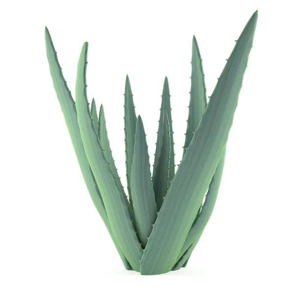Aloe isoliert — Stockfoto