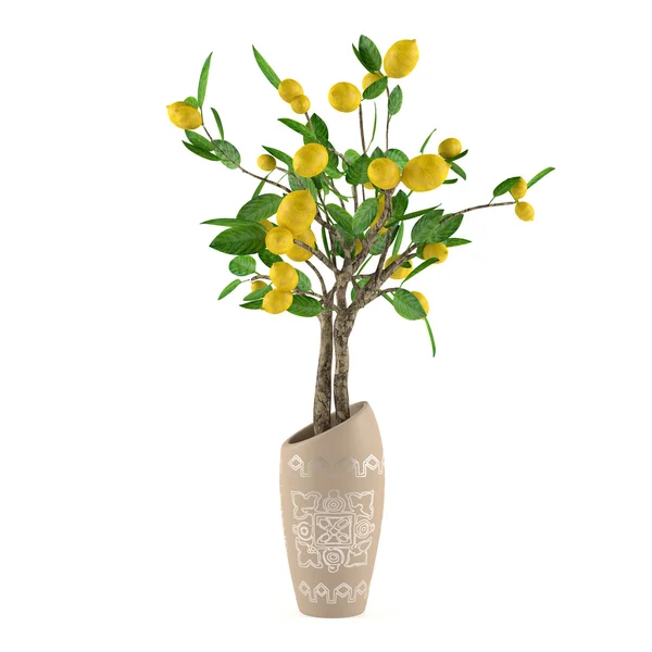 Citrus lime tree in the vase — Stock Photo, Image