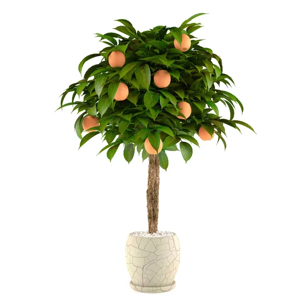 Citrus lime tree in the pot. Flowerpot — Stock Photo, Image