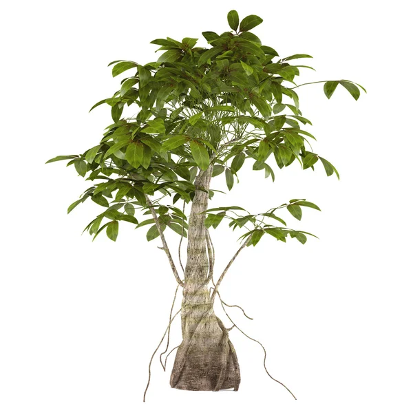 Arbusto de árvore decorativa isolado — Fotografia de Stock