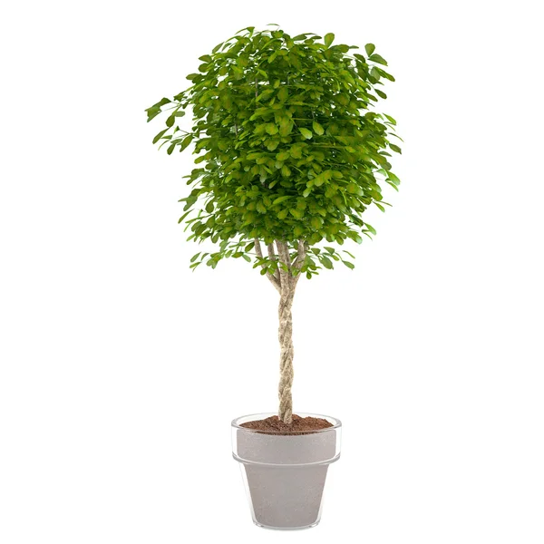 Plant bush in de pot — Stockfoto