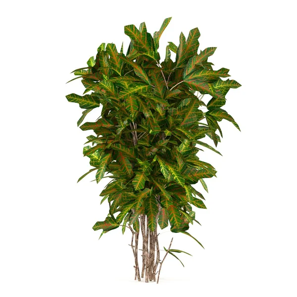 Decorative plant tree — Stock Photo, Image
