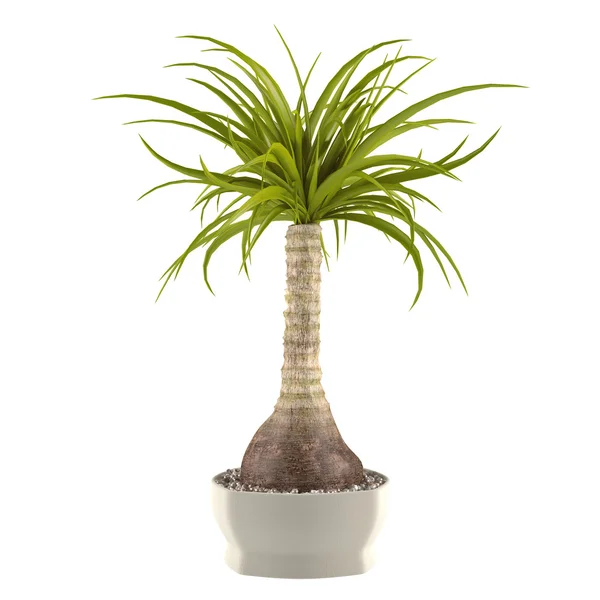 Декоративное пальмовое растение в банке — стоковое фото