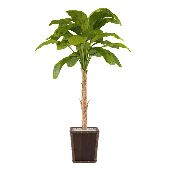 Decoratieve palm plant in de pot — Stockfoto