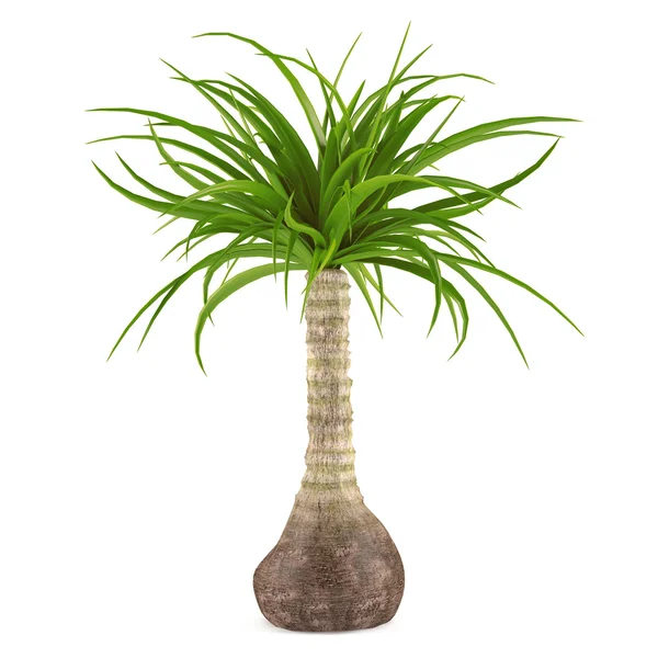 Декоративное пальмовое растение — стоковое фото