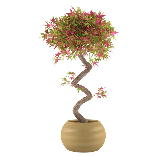 Árbol decorativo de plantas en la maceta — Foto de Stock