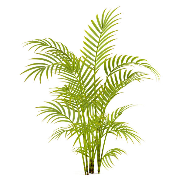 Palm plant tree
