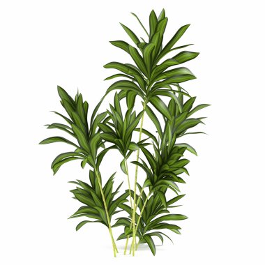 Palm bitki bush