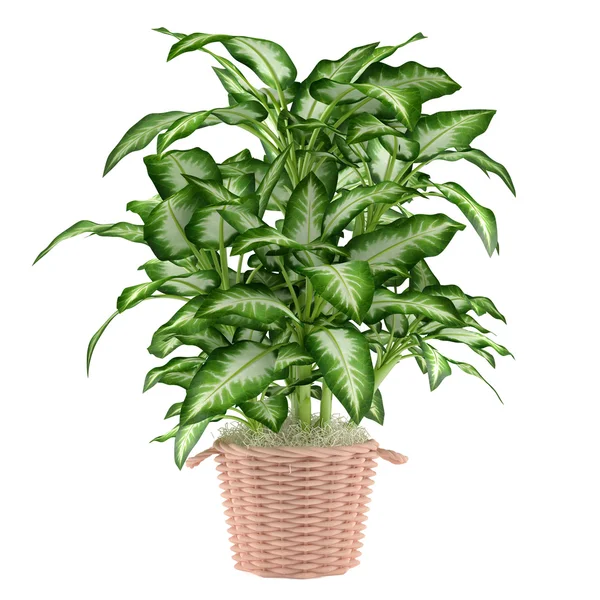 Árvore de planta decorativa no pote — Fotografia de Stock