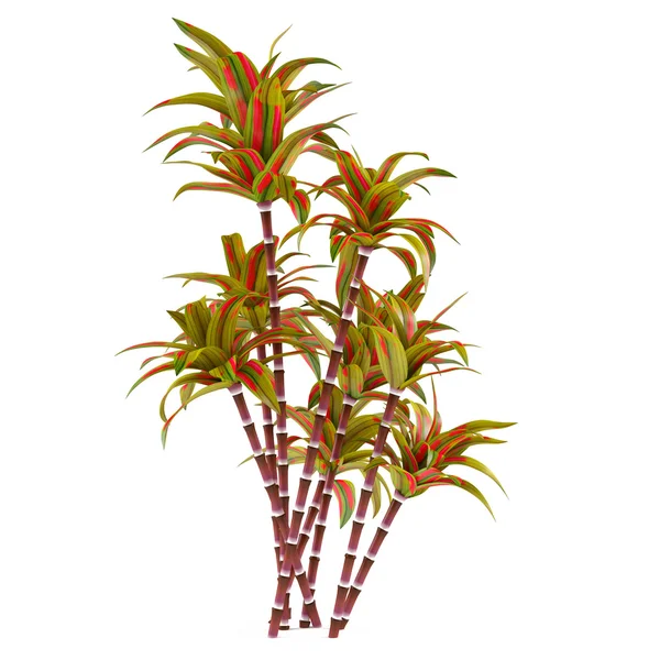 装饰的棕榈科植物 — 图库照片