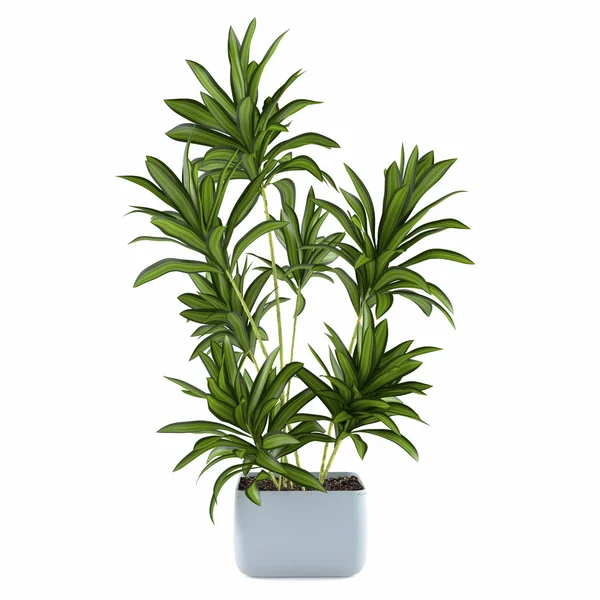 Palm plantera träd i potten — Stockfoto