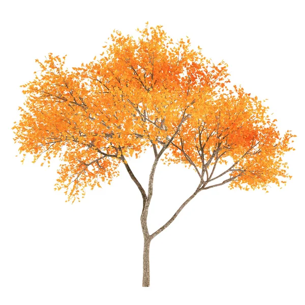 Albero autunnale — Foto Stock