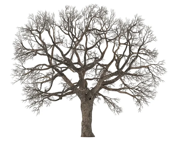 izole olmadan ölü ağaç yaprak