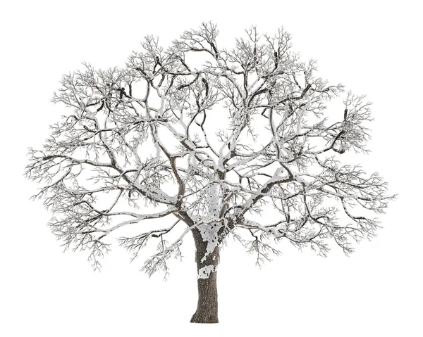 Zimní strom na sněhu, samostatný — Stock fotografie