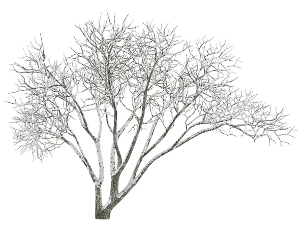 Зимнее дерево на снегу изолировано — стоковое фото