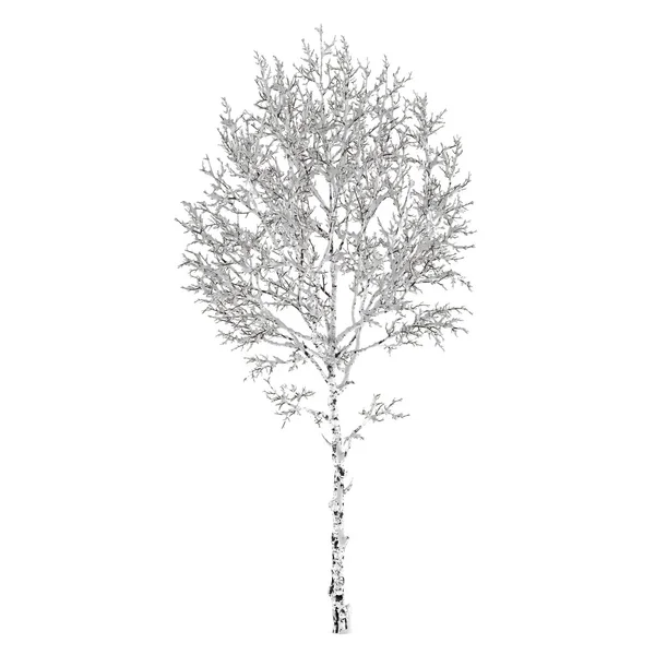 Зимнее дерево на снегу изолировано — стоковое фото