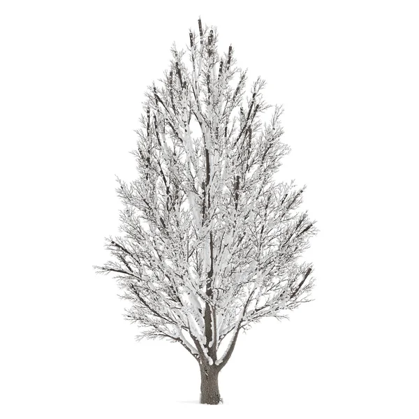 Winter boom op sneeuw geïsoleerd — Stockfoto