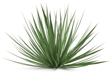 bitki bush izole