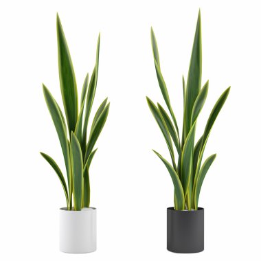 saksı bitki dekoratif çimenler