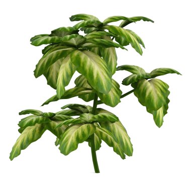 bitki bush izole