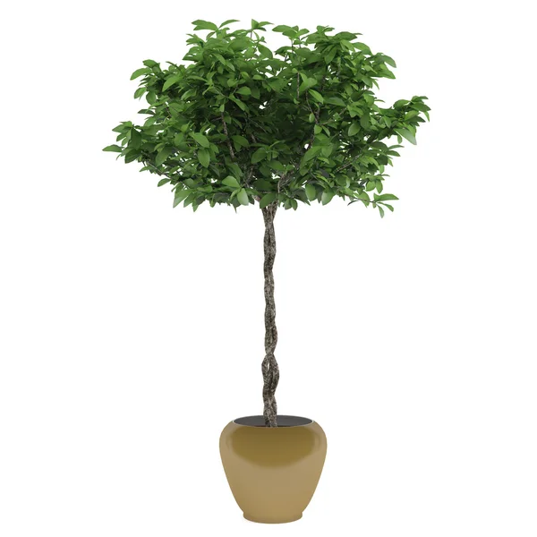 Plant tree pot — Stock Photo, Image
