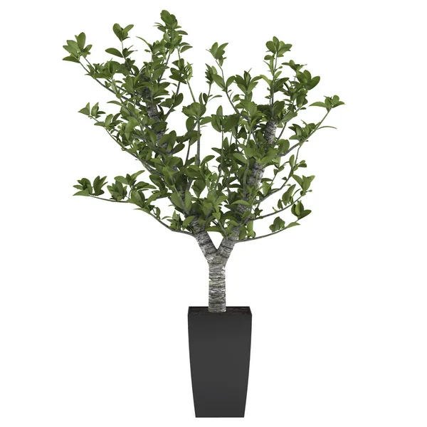 Anläggningen tree pot — Stockfoto