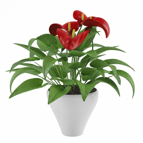 Flower pot calla lelies — Stockfoto