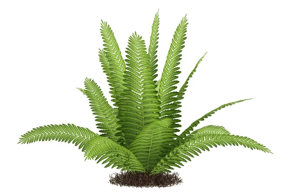 Fern isolerade — Stockfoto