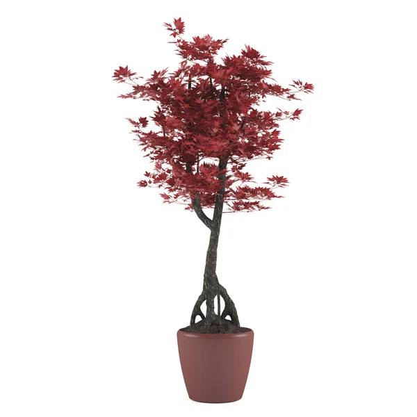 Anläggningen tree pot — Stockfoto