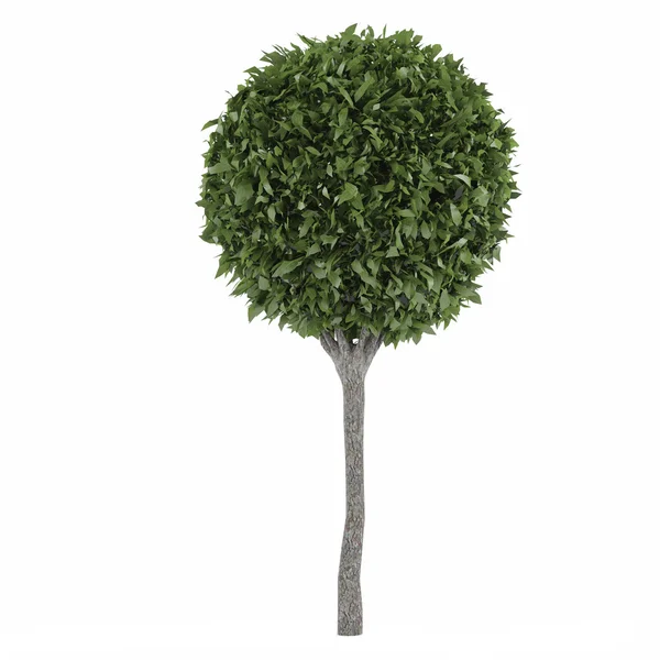 Topiary trees — Stock Photo, Image