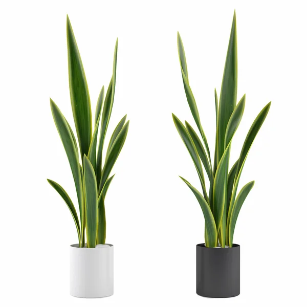 saksı bitki dekoratif çimenler