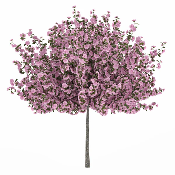 Japan tree sakura isolated — Stock Photo, Image