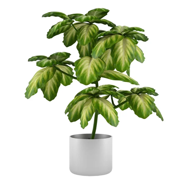 Exotic plant bush in the metal pot — Stock Photo, Image