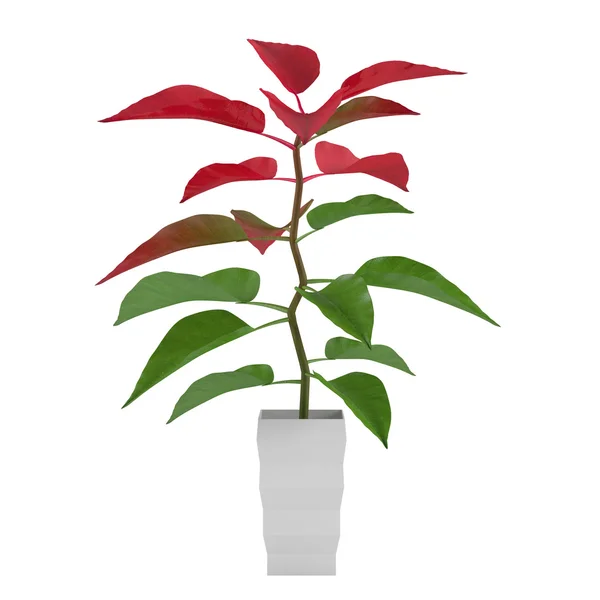 Plantera med röda och gröna blad i potten — Stockfoto