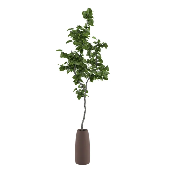 Young tree in the pot isolated — Stock Photo, Image