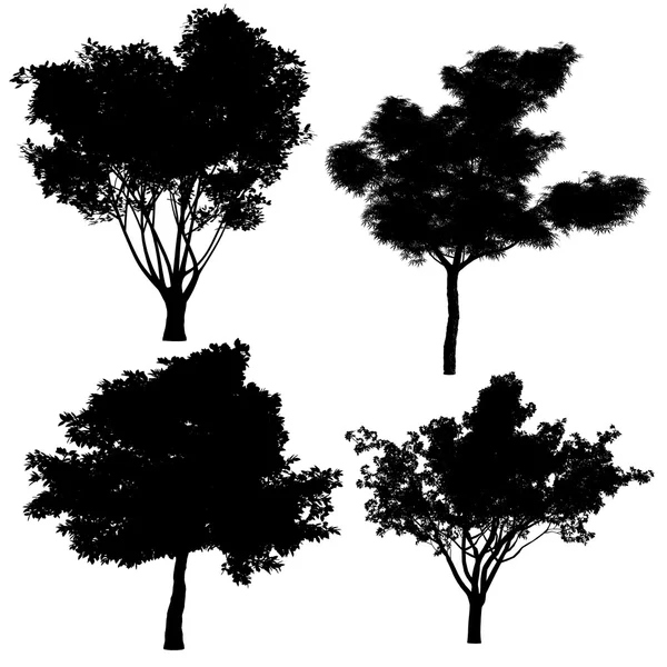 Tree silhouette — Stock Photo, Image