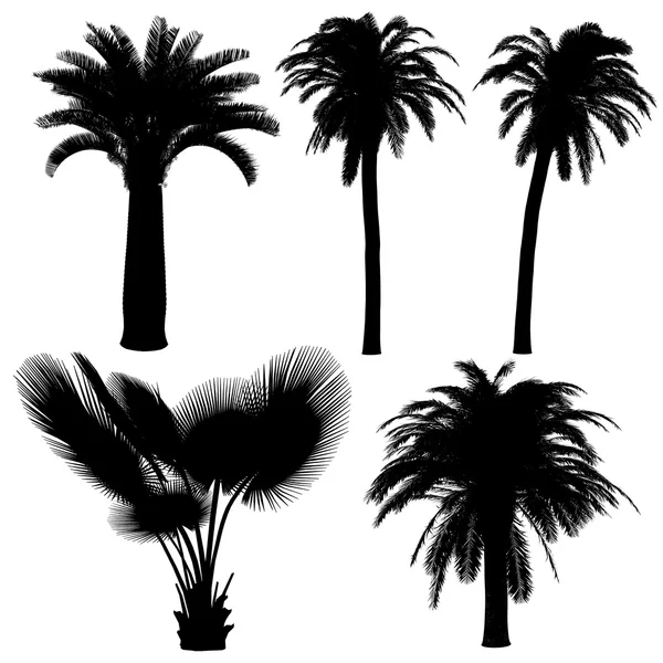 Palmiye siluet — Stok fotoğraf