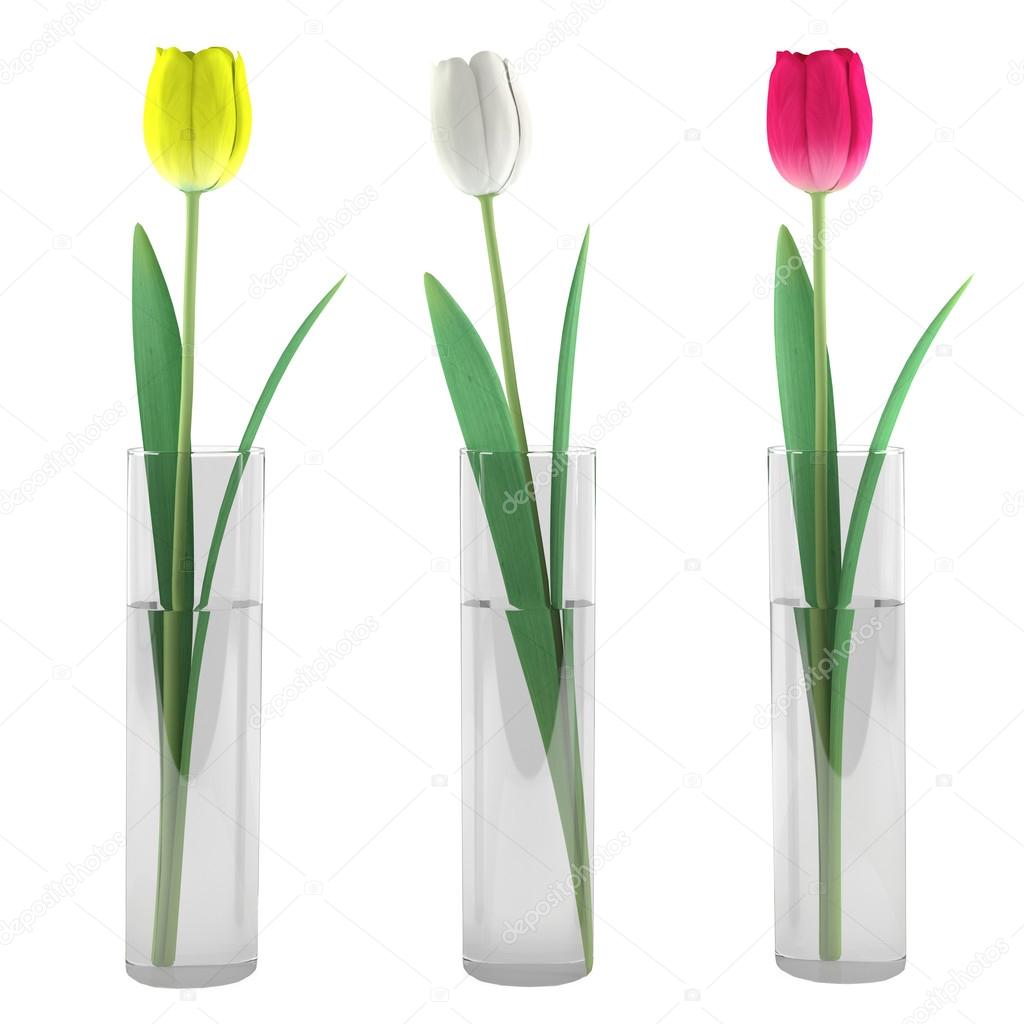 Tulip in glass vase