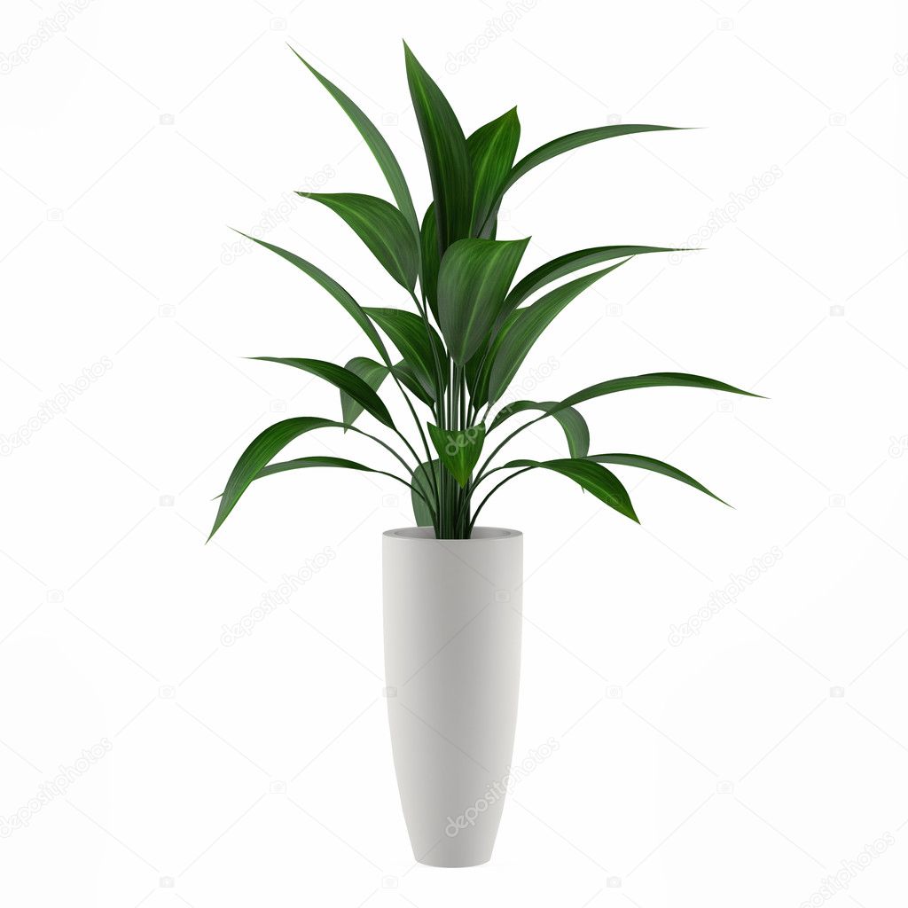 Plant isolated in the pot