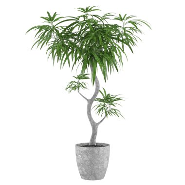 Decorative pot plant palm clipart