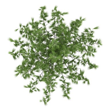 Dekoratif çam ağacının üst