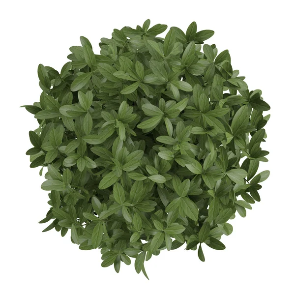 Rostlina bush top izolované — Stock fotografie