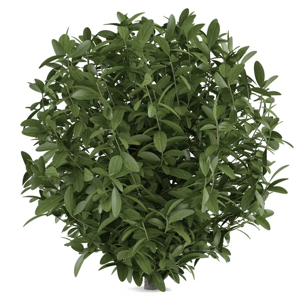 Plant bush isolated — Stock Photo, Image