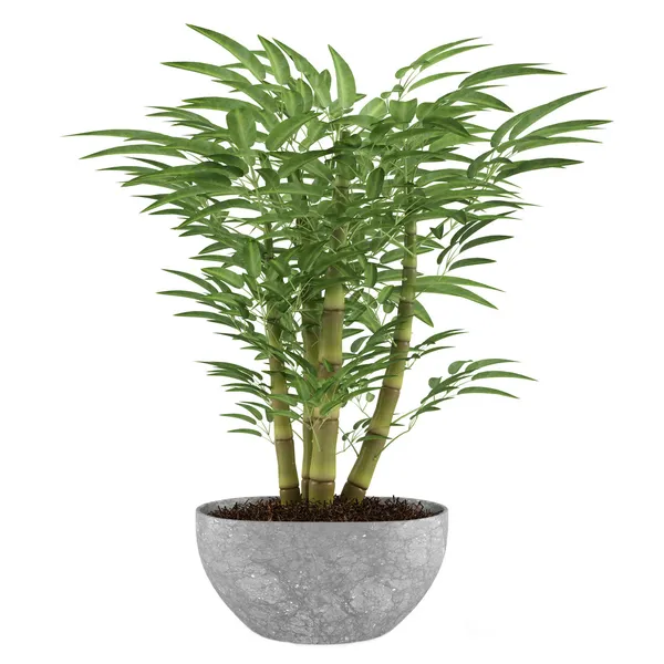 Bamboo exotic bush pot — Stock Photo, Image