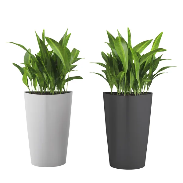 Decorative grass plant in flowerpot — Stock Photo, Image