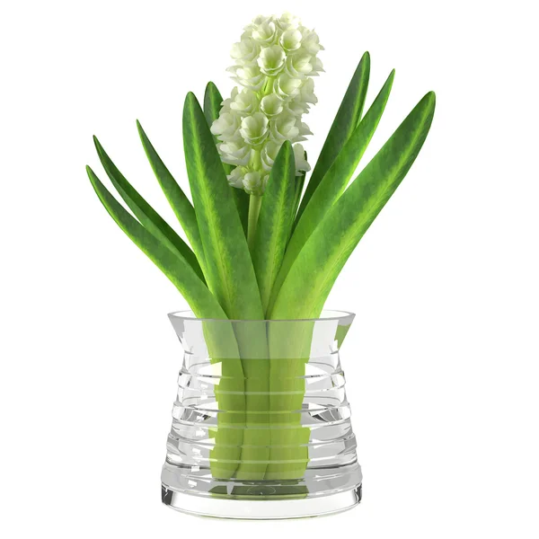 ガラスの花瓶にヒヤシンスの花。ヒヤシンス — ストック写真